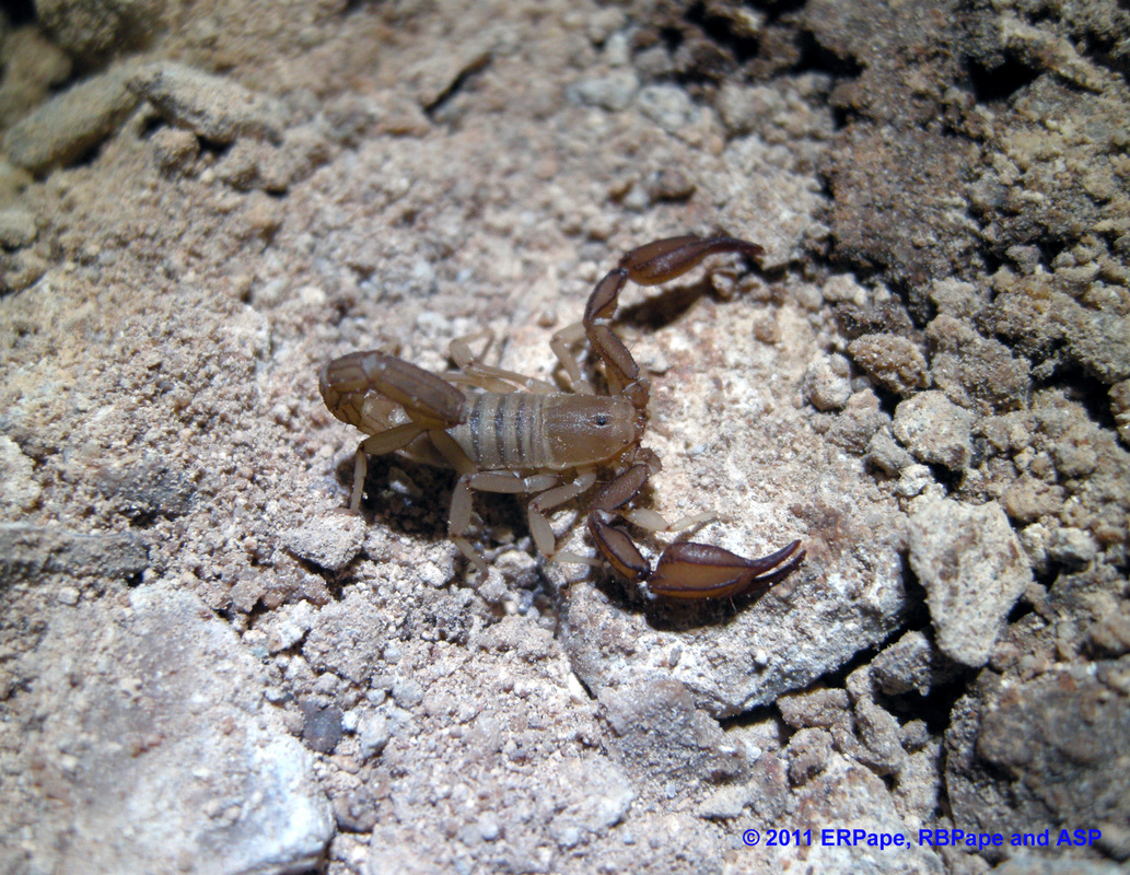 Scorpion - Kartchner Caverns Macro-invertebrate Research Project